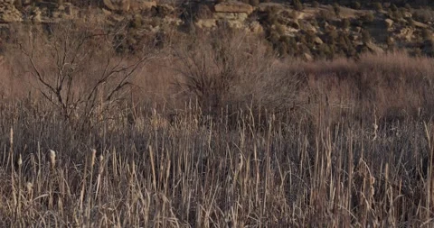 Dead Cattails with Winter River Brush and Canyon Wall in Background, Soft Natura Stockbeeldmateriaal 333265723
