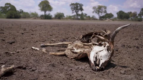 Dead Cattle in Drought Stockbeeldmateriaal 330994012
