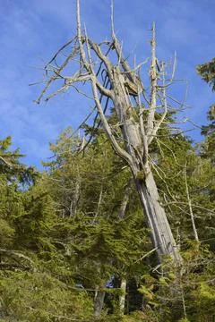 Dead cedar tree snag in the rainforest, Tonquin Beach Foto stock