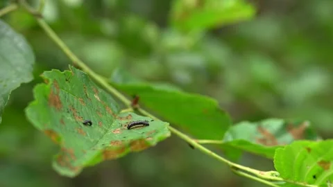 A dead centipede insect on a leaf in the wind Vídeos de archivo 248365775