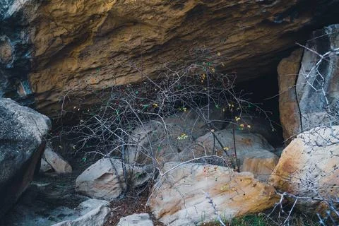 Dead cherry tree Stock Photos