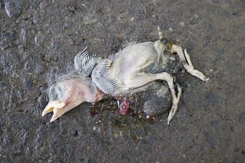 Dead chick on ground , close up view Stock Photos