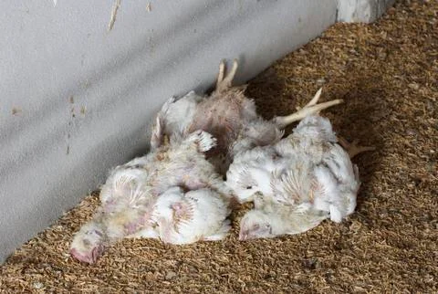 Dead chicken from avian influenza Stock Photos