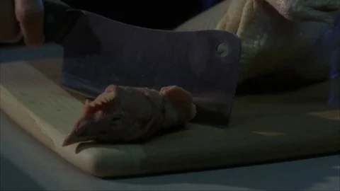 Dead Chicken Head Chop Off Video stock 82597003