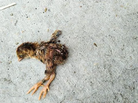 Dead Chicken Stock Photos