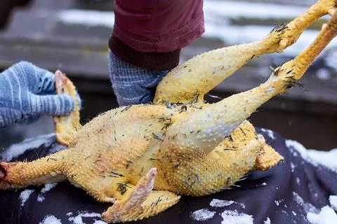 Dead chicken on the table. The farmer plucks the carcass. Cooking. Farm, coun Stock Photos