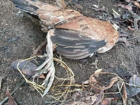 Dead chickens on the ground. Stock Photos