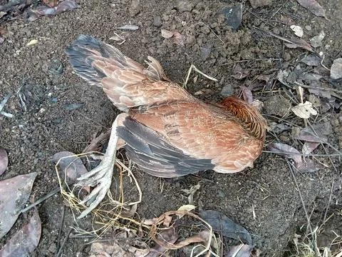 Dead chickens on the ground. 写真素材