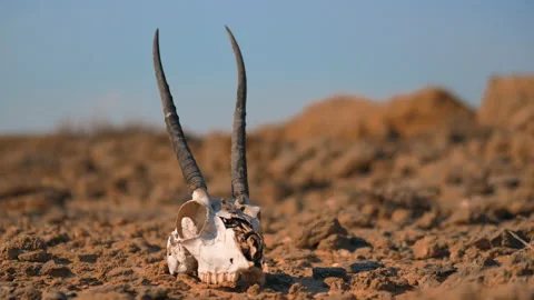 Dead Chinkara skull on a desert, drought concept, global warming concept Stock Footage 172044542