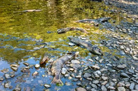 Dead Chinook Salmon during spawning season, Ketchikan Creek, Ketchikan, Alaska. Stock Photos