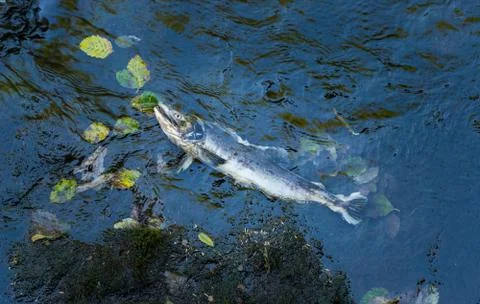 Dead Chinook Salmon during spawning season, Ketchikan Creek, Ketchikan, Alaska. Stock Photos