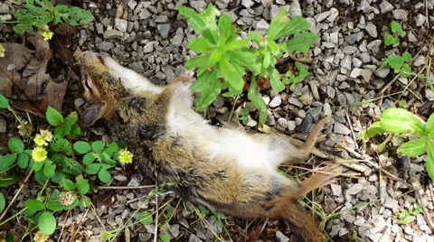 Dead chipmunk dieing animal 2 Stock Footage 64276552