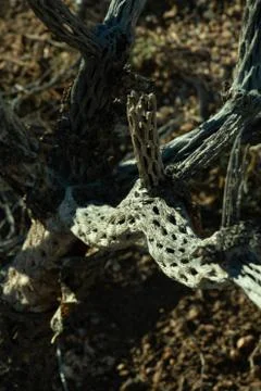 Dead Cholla Cactus 库存照片