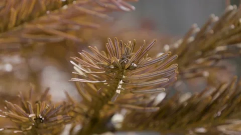 A Dead Christmas Tree Blows Gentle in the Wind Stock Footage 157169203