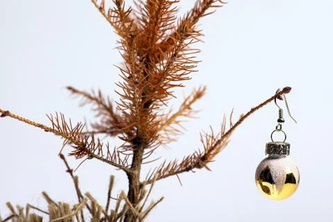 Dead christmas tree Stock Photos