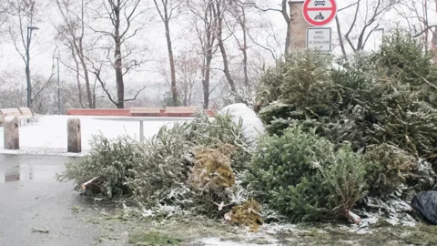 Dead christmas trees abandoned under snow Stock Footage 147925566