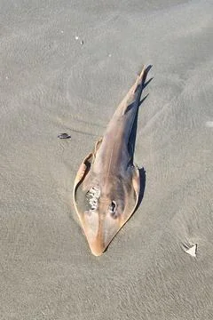 Dead Chuca on the Beach Stock Photos