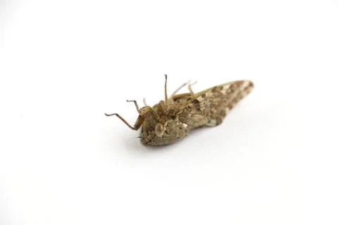 Dead cicada bug isolated on a white background killed with insecticide  Stock Photos
