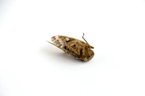 Dead cicada bug isolated on a white background killed with insecticide  Stock Photos