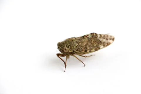 Dead cicada bug isolated on a white background killed with insecticide  Stock Photos