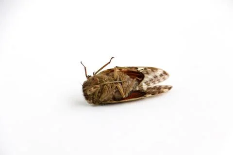 Dead cicada bug isolated on a white background killed with insecticide  Stock Photos