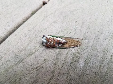 Dead cicada on a deck Stock Photos