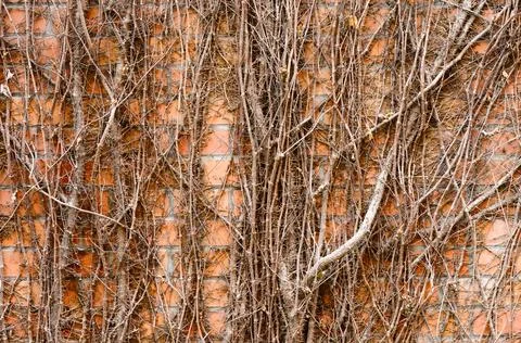 Dead Climbing Vines On A Red Brick Wall With Winter Texture And Architectural Stock Photos