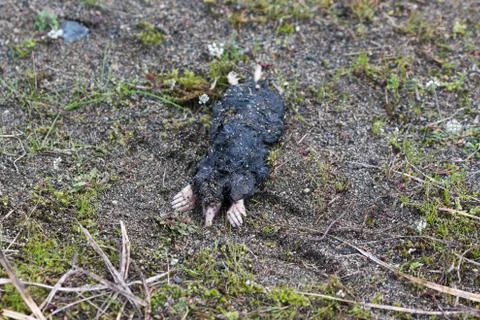 Dead coast mole Foto stock