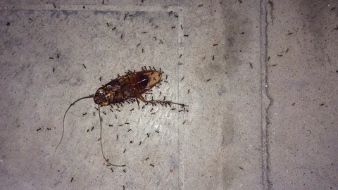 Dead cockroach and Ant Stock Footage 125763171