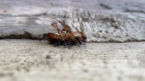Dead cockroach are picked up by black ants Stock Footage 296581539