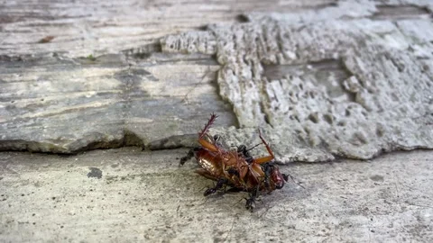 Dead cockroach are picked up by black ants Stock Footage 296581550