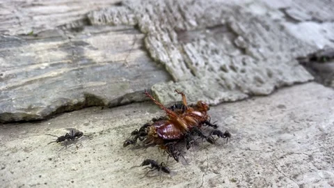 Dead cockroach are picked up by black ants Stock Footage 296581899