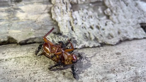 Dead cockroach are picked up by black ants Stock Footage 296581901