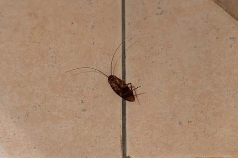 Dead cockroach on the bathroom floor Stock Photos
