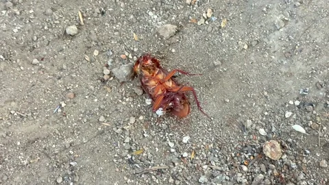 Dead cockroach being attacked by red ants on ground Stockbeeldmateriaal 339532501
