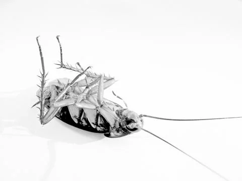 Dead cockroach, blattodea Stock Photos