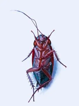 Dead cockroach, blattodea Foto stock