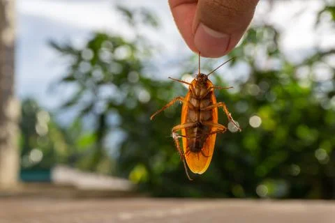 Dead cockroach with blurred background Stock Photos