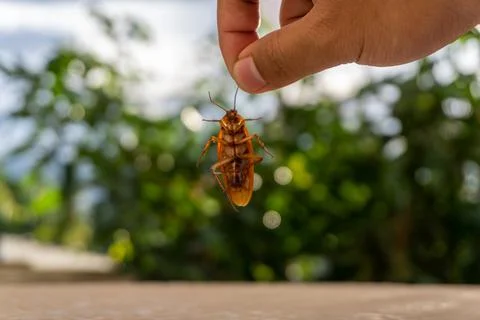 Dead cockroach with blurred background Stock Photos