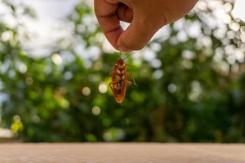Dead cockroach with blurred background Stock Photos