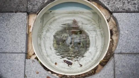 Dead cockroach bug floating in pool skimmer cleaner box, fixed close up Stock Footage 119882407