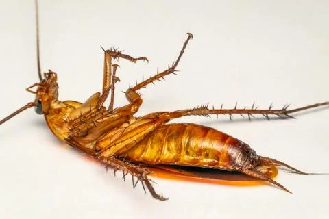 Dead Cockroach Close Up Pest Control Concept Foto stock
