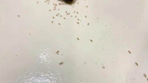Dead Cockroach Eaten By Red Ants On The Floor - Close Up Stock Footage 319848545