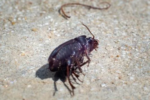 Dead cockroach. First floor. Macro. Stock Photos