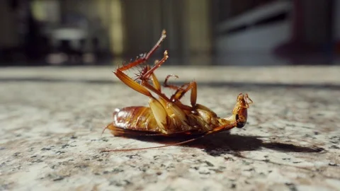 Dead cockroach on floor, pest control concept Stock Footage 104732713