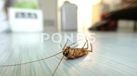 Dead cockroach on the floor Stock Photos