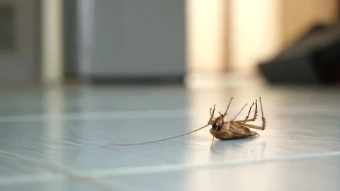 Dead cockroach on the floor Stock-Fotos