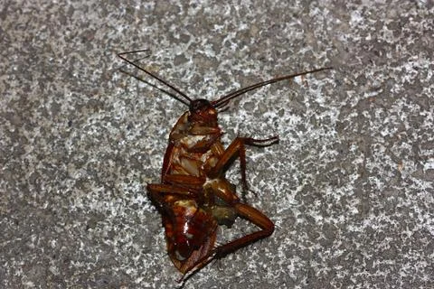 Dead cockroach on the floor Stock Photos
