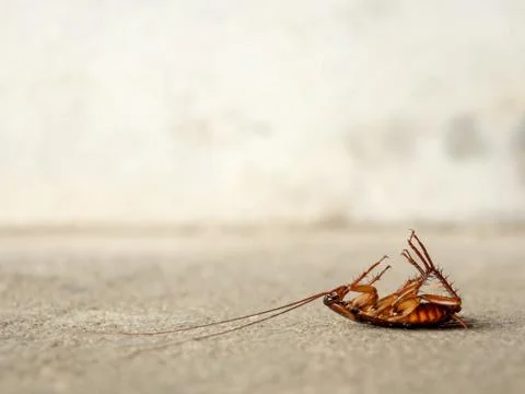 Dead cockroach on the floor Stock Photos