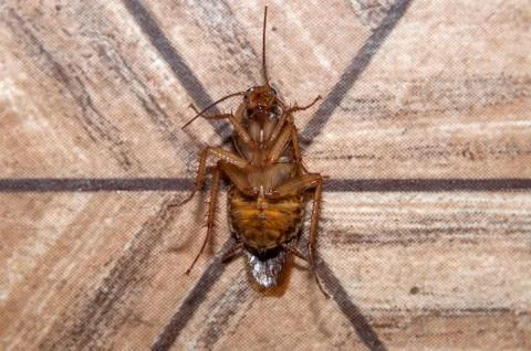Dead cockroach on the floor Stock Photos
